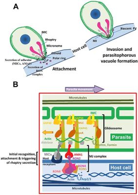  Apicomplexa - Parasitic Masters of Cellular Invasion!