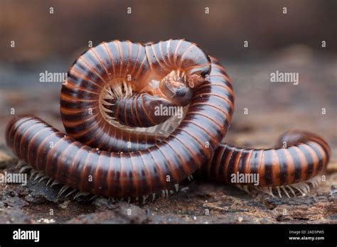  Juliforme Diplopoda! This Slow-Moving Arthropod Knows How To Clean Up A Mess With Its Thousand Legs