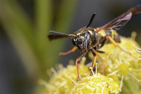  Yellowjacket! This Buzzing Menace Is More Than Meets the Eye