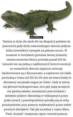  Dugan! Ten Węgierski Gady Z Czerwonymi Piętnami Ma Podobną Dietę Jak Tropiciel