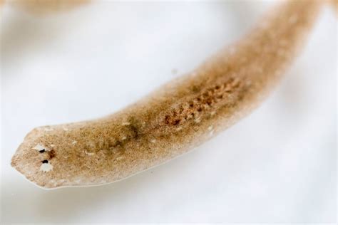  Dugesia: This Tiny Flatworm With Regenerative Powers Is an Aquatic Houdini!