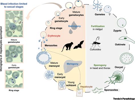  Hepatocystis! A Parasite With a Curious Taste for Mammalian Livers