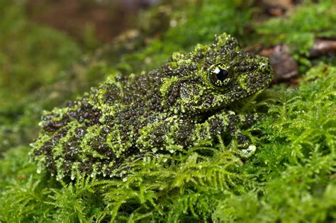  Leptophrys! Zobacz niezwykłego mistrza kamuflażu z niesamowitymi zdolnościami do tworzenia pseudopodiów!