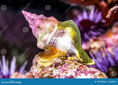  Whelk: Discover a Snail That Crawls Faster Than Your Cat Dreams